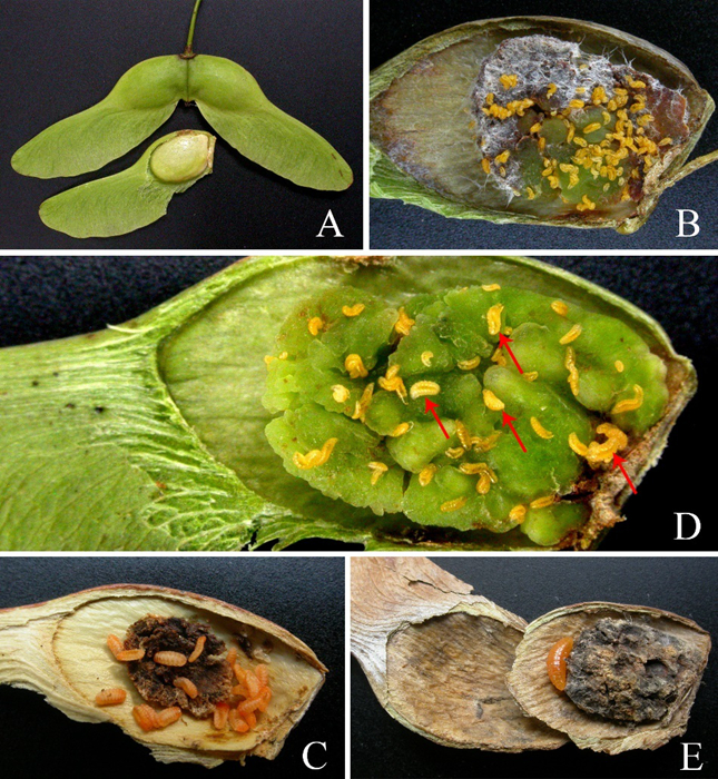 华林中心和森环森保所共同发现：两种元宝枫害虫天敌新物种