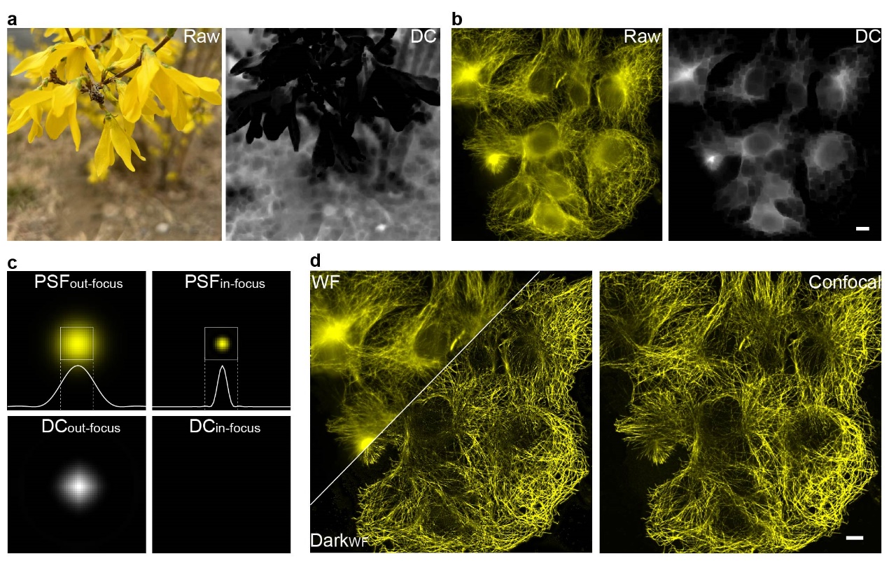 北京大学计算机视觉跨界荧光显微:暗通道计算光学层切“吹散”生物荧光成像迷雾