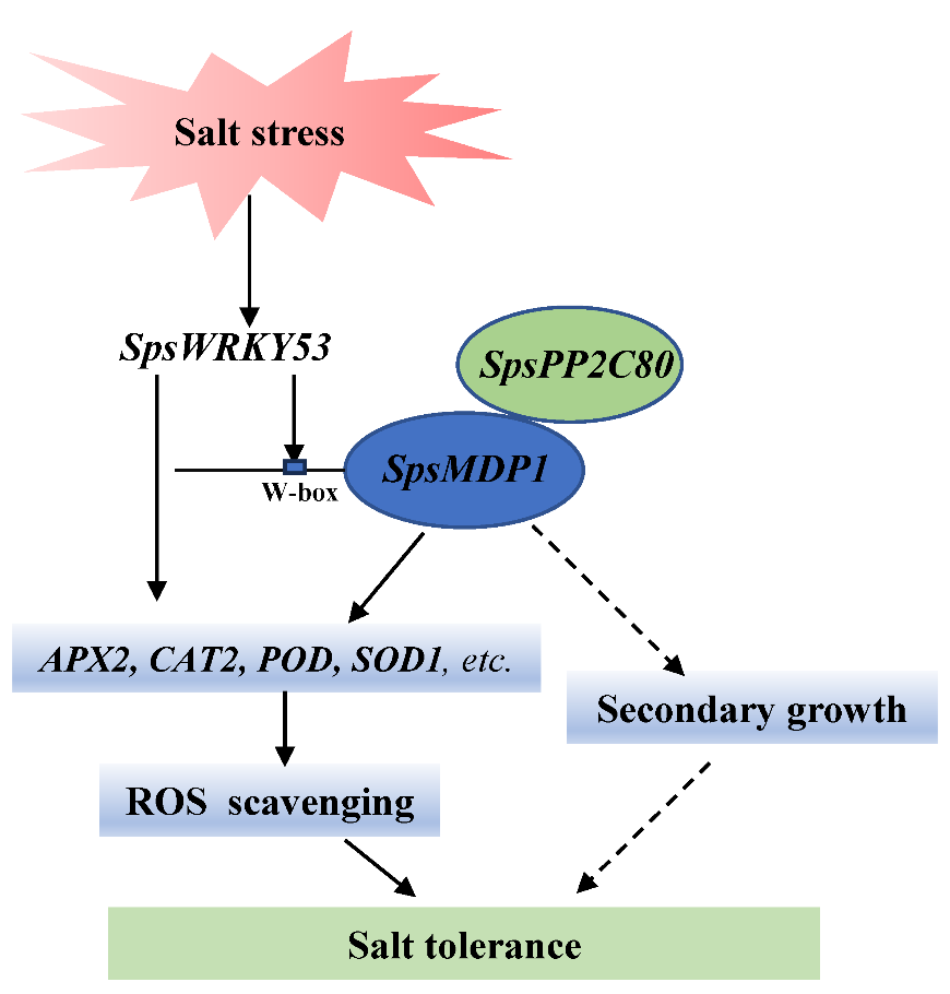 华林中心开展沙柳抗盐研究取得进展