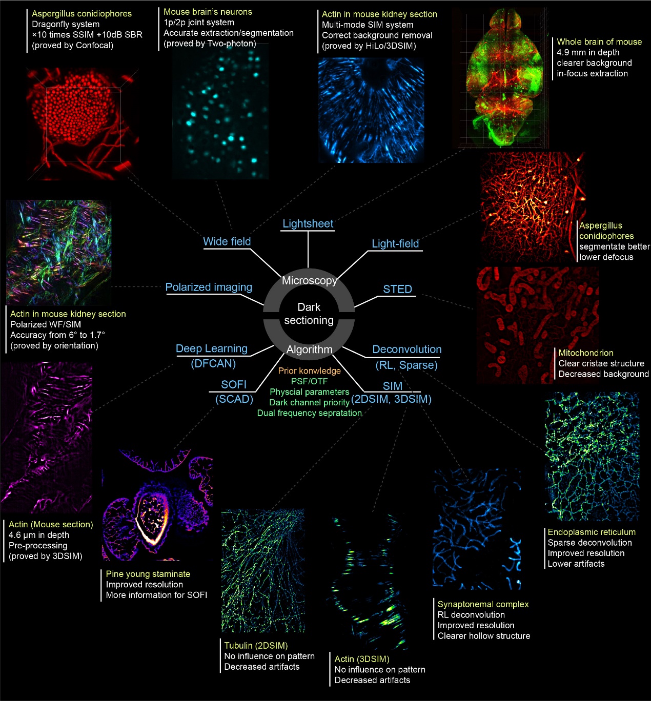 北京大学计算机视觉跨界荧光显微:暗通道计算光学层切“吹散”生物荧光成像迷雾