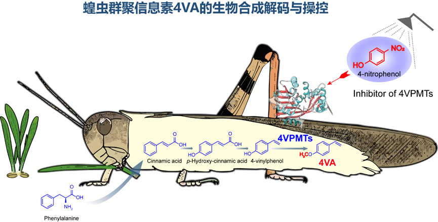 北京大学化学学院雷晓光团队与合作者在《自然》发文，首次解析蝗虫聚集信息素生物合成通路