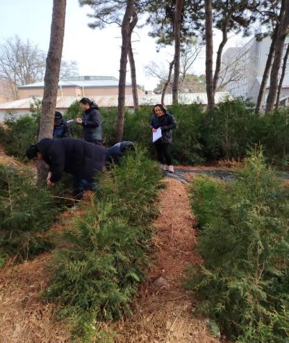 珍稀濒危植物崖柏在北京迁地保护成功
