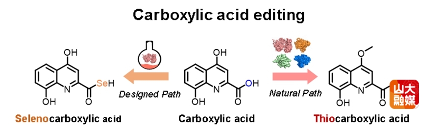 山东大学李盛英教授团队在含硫天然产物生物合成领域取得新突破