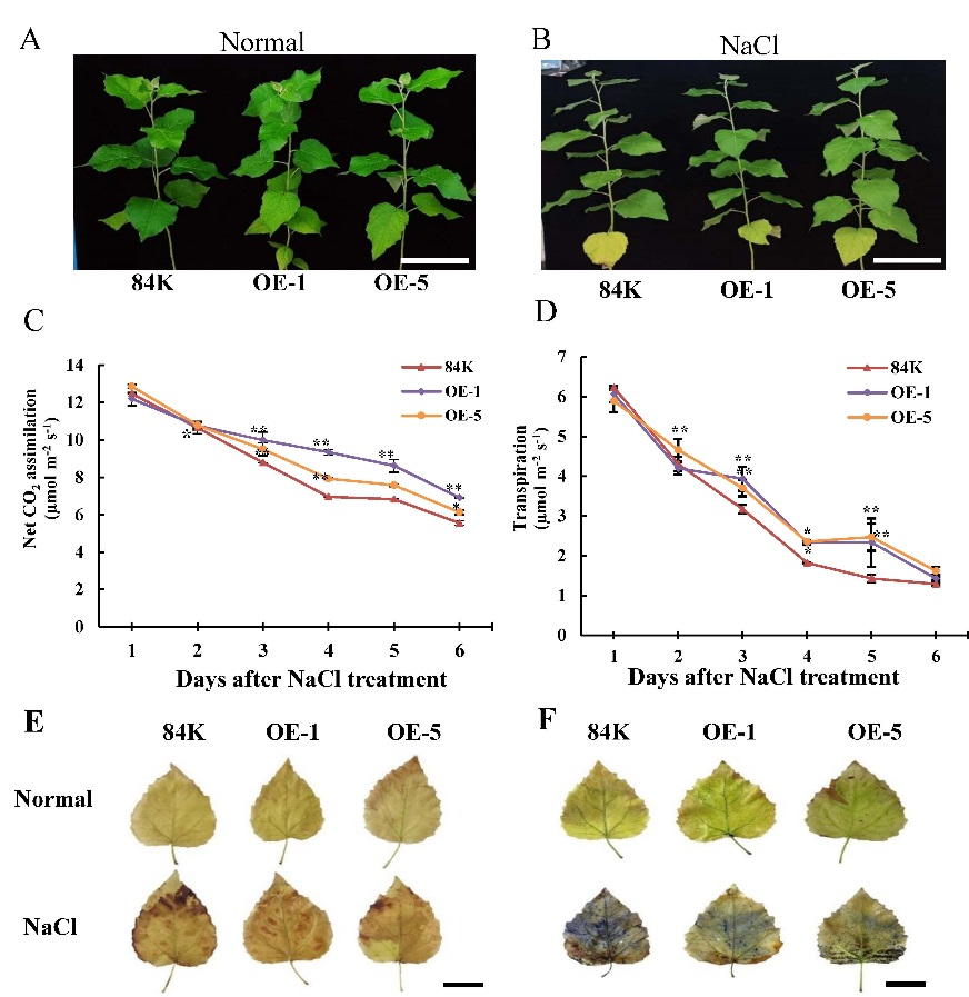 华林中心开展沙柳抗盐研究取得进展