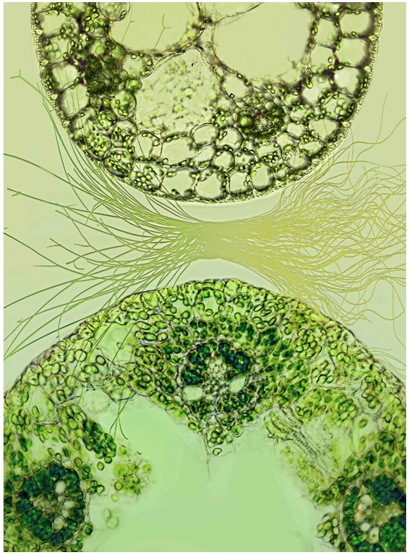 研究破译植物光合途径“变形记”的遗传密码