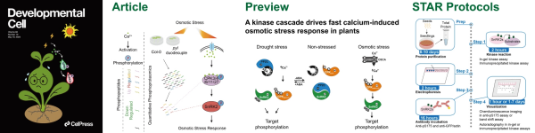 科研人员揭示钙信号解码机制并提出核心激酶活性检测方案