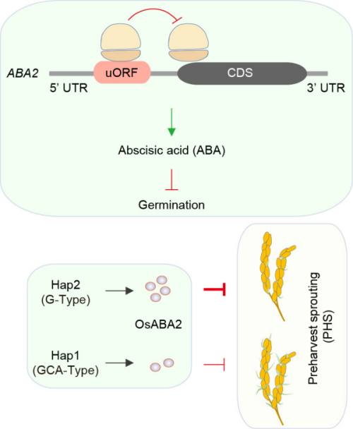 研究揭示种子萌发过程的翻译调控机制