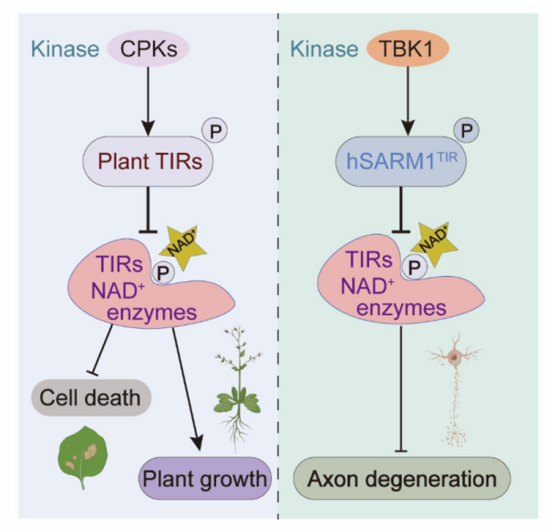 研究揭示动植物保守的TIR酶活磷酸化刹车机制