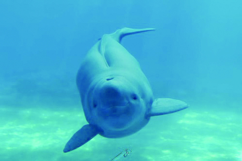 “微笑天使”守护者