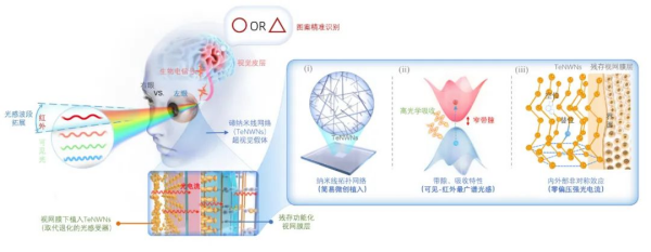 科学家开发新一代视觉假体赋予动物“超视觉”功能