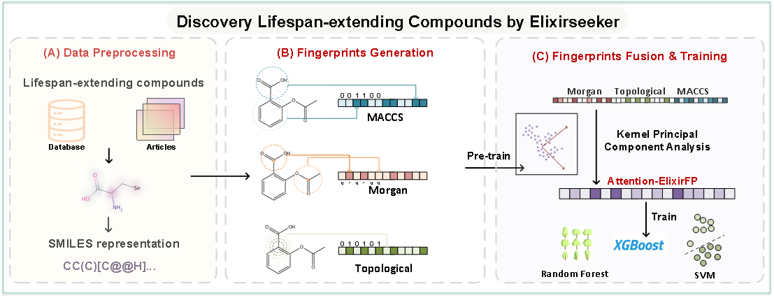 电子科技大学医学院本科生在知名期刊Aging Cell发表最新研究论文