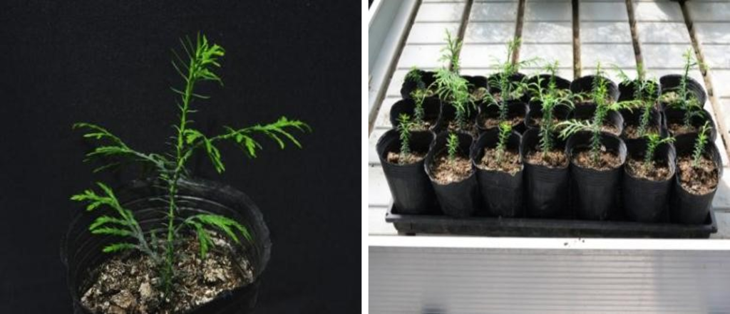 珍稀濒危植物崖柏在北京迁地保护成功