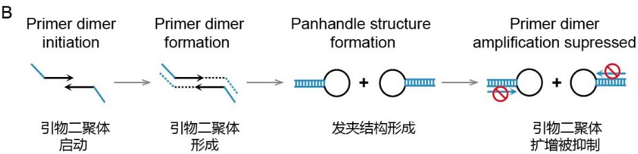 厦门大学科学的力量 医检界的“超级神探” 一管揪出致病“真凶”