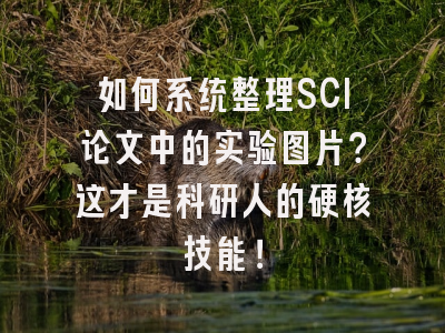 如何系统整理SCI论文中的实验图片？这才是科研人的硬核技能！