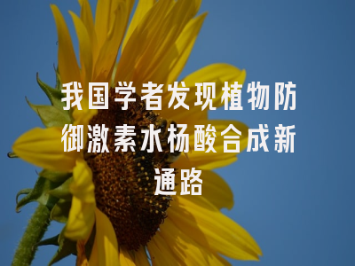 我国学者发现植物防御激素水杨酸合成新通路