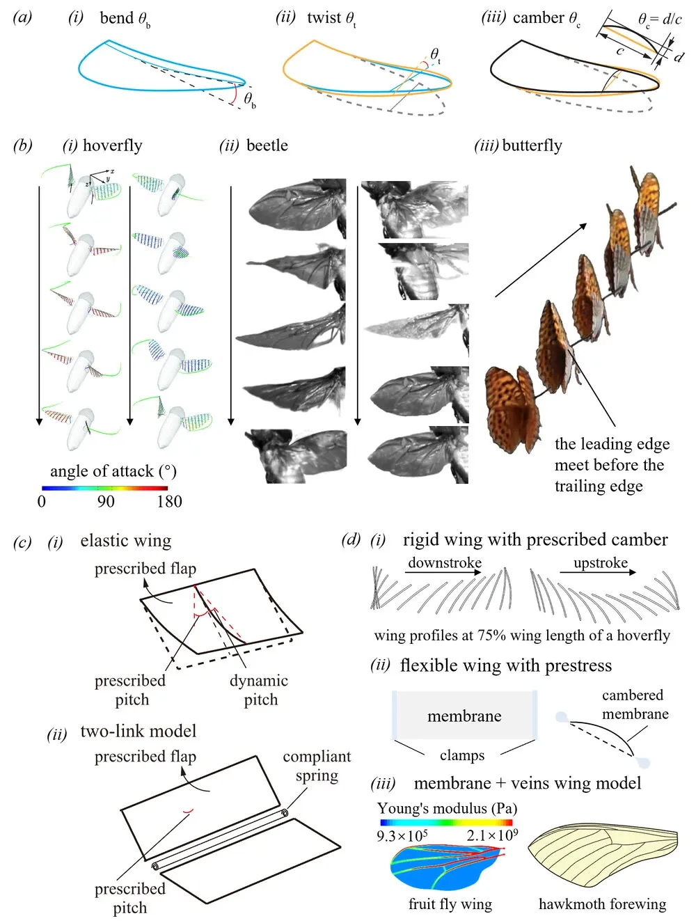 北京航空航天大学北京航空航天大学研究团队在仿生飞机技术领域再突破!