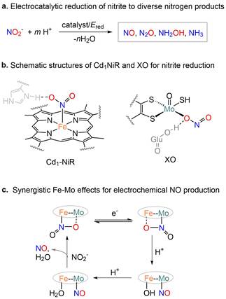 北京师范大学化学学院教授王文光课题组在JACS发表重要研究成果：铁-钼协同催化电化学还原亚硝酸根选择性转化研究