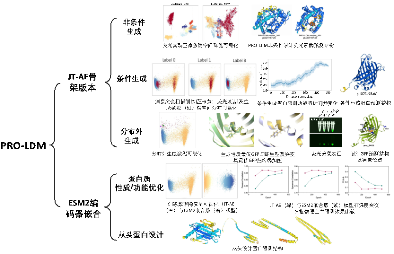 上海交大庆睿研究组与合作者共同发布基于隐空间扩散模型的蛋白质序列设计算法PRO-LDM