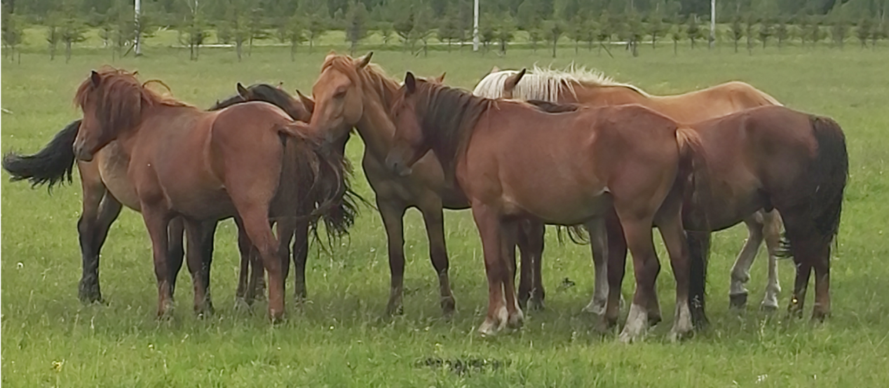 马传贫病毒新型辅助蛋白的生物学功能获揭示