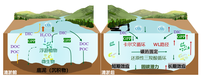 清淤显著增强河流水体的固碳潜力