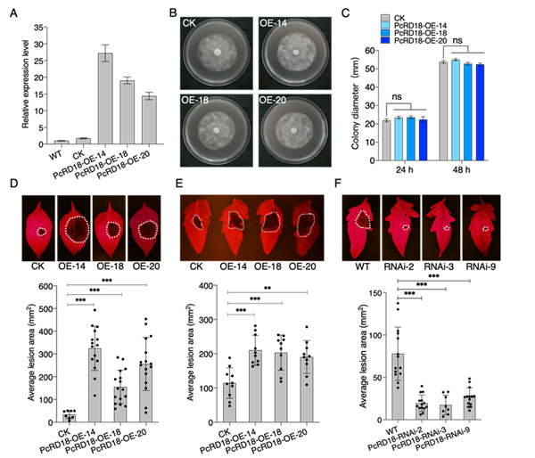 西北农林科技大学园艺学院杜羽教授课题组揭示疫霉菌效应蛋白靶向NO平衡促进寄主感病的新机制
