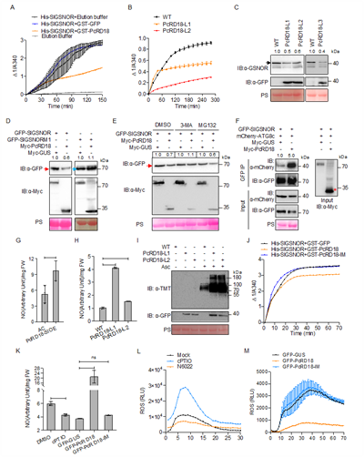 西北农林科技大学园艺学院杜羽教授课题组揭示疫霉菌效应蛋白靶向NO平衡促进寄主感病的新机制