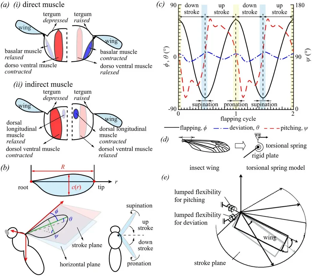 北京航空航天大学北京航空航天大学研究团队在仿生飞机技术领域再突破!