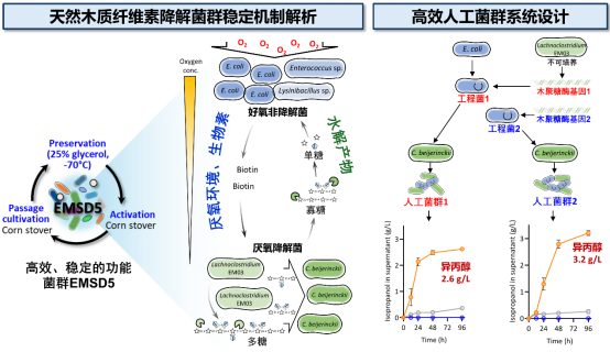 中国农业大学 | 生物学院袁红莉、杨金水团队在多聚物降解菌群物种协作机制研究中取得新进展