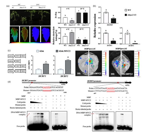 西北农林科技大学(700)园艺学院李建明教授团队揭示多激素协同调控番茄低温耐受性的新机制