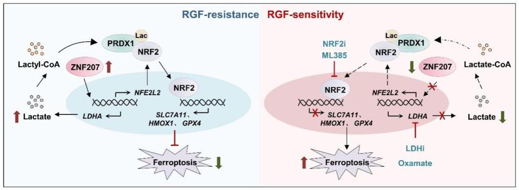 西安交大药学院科研团队在肿瘤靶向药物耐药领域取得重要进展