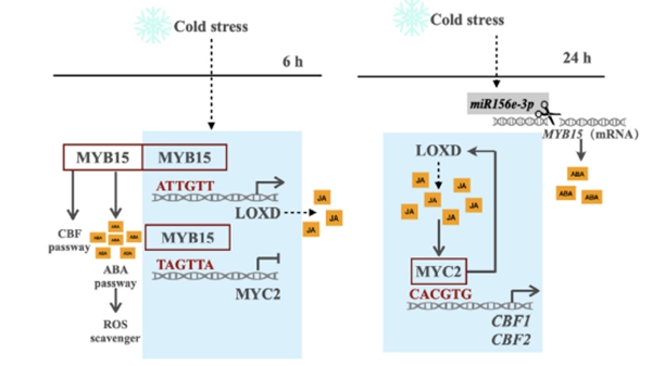西北农林科技大学(700)园艺学院李建明教授团队揭示多激素协同调控番茄低温耐受性的新机制