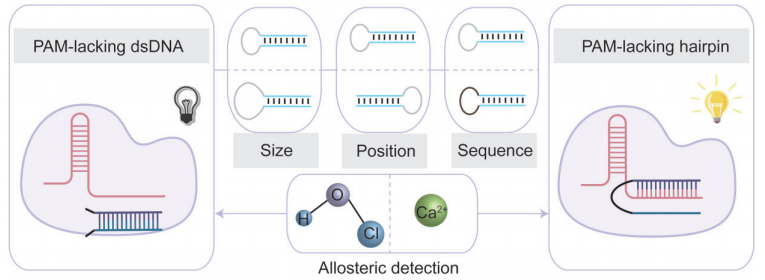 华中科技大学药学院吴曈勃团队发现CRISPR-Cas12a激活新底物