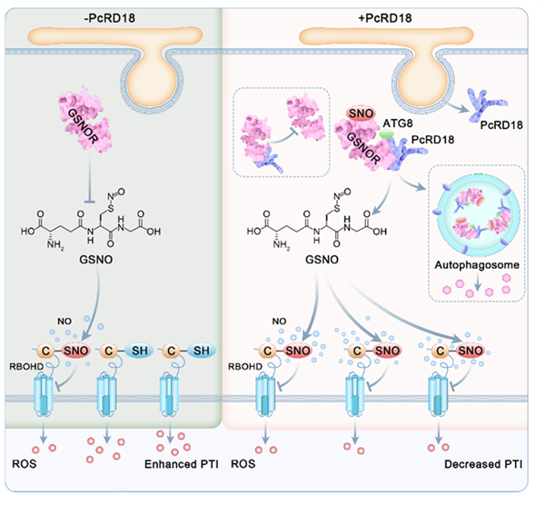 西北农林科技大学园艺学院杜羽教授课题组揭示疫霉菌效应蛋白靶向NO平衡促进寄主感病的新机制