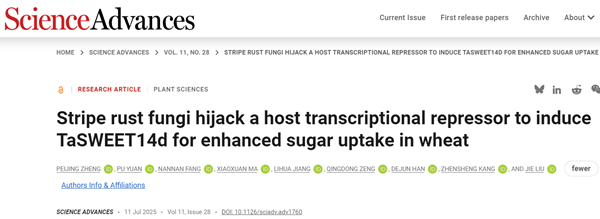 西北农林科技大学(703)生命学院刘杰教授课题组揭示条锈菌劫持寄主糖转运蛋白竞争营养的分子机制