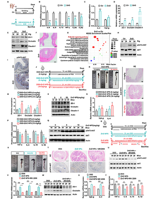 西北农林科技大学(707)动科学院蔡传江副教授在揭示Zn通过提高AKT甲基化改善仔猪肠道屏障功能障碍方面取得新进展