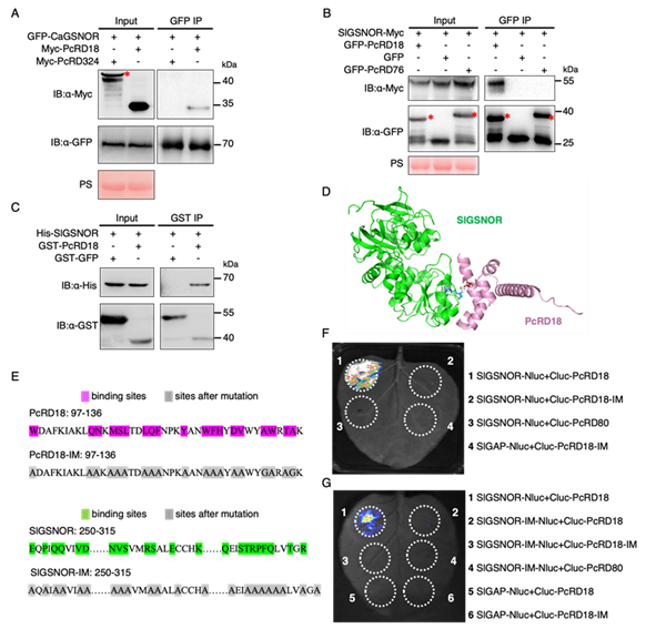 西北农林科技大学园艺学院杜羽教授课题组揭示疫霉菌效应蛋白靶向NO平衡促进寄主感病的新机制