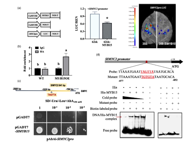 西北农林科技大学(700)园艺学院李建明教授团队揭示多激素协同调控番茄低温耐受性的新机制