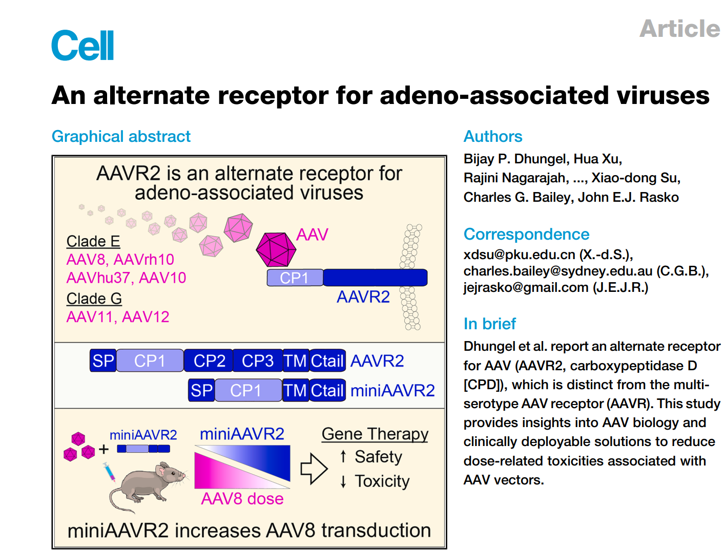 北京大学生命科学学院苏晓东研究组与合作者揭示AAV与新型受体（AAVR2）结合的分子机制