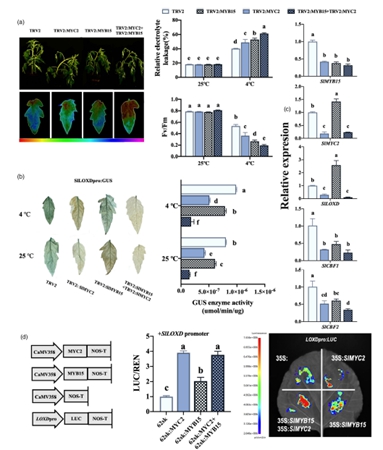 西北农林科技大学(700)园艺学院李建明教授团队揭示多激素协同调控番茄低温耐受性的新机制