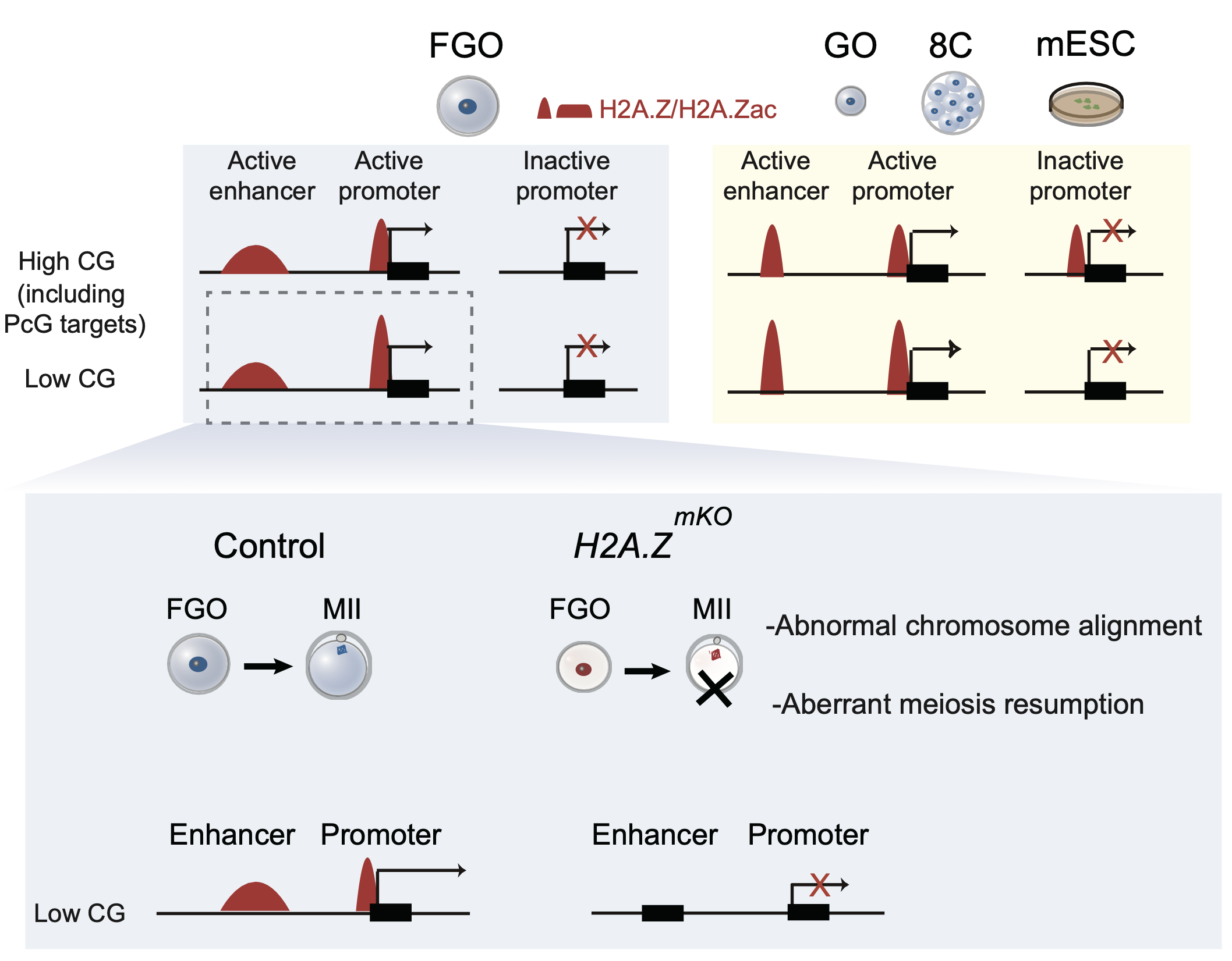 清华大学生命学院颉伟研究组合作揭示组蛋白变体H2A.Z在小鼠卵母细胞成熟中的关键作用