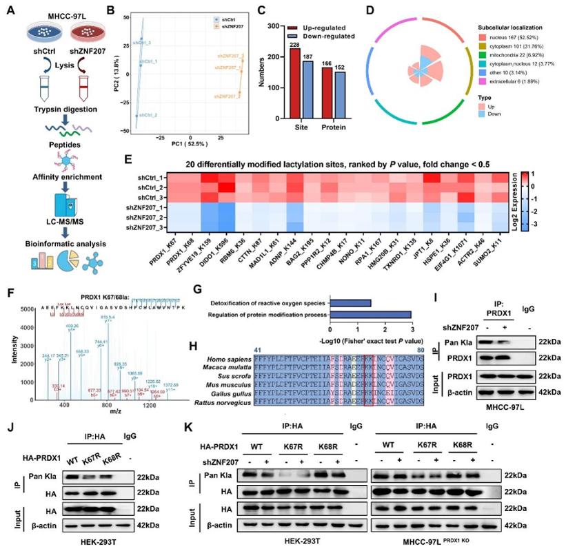 西安交大药学院科研团队在肿瘤靶向药物耐药领域取得重要进展