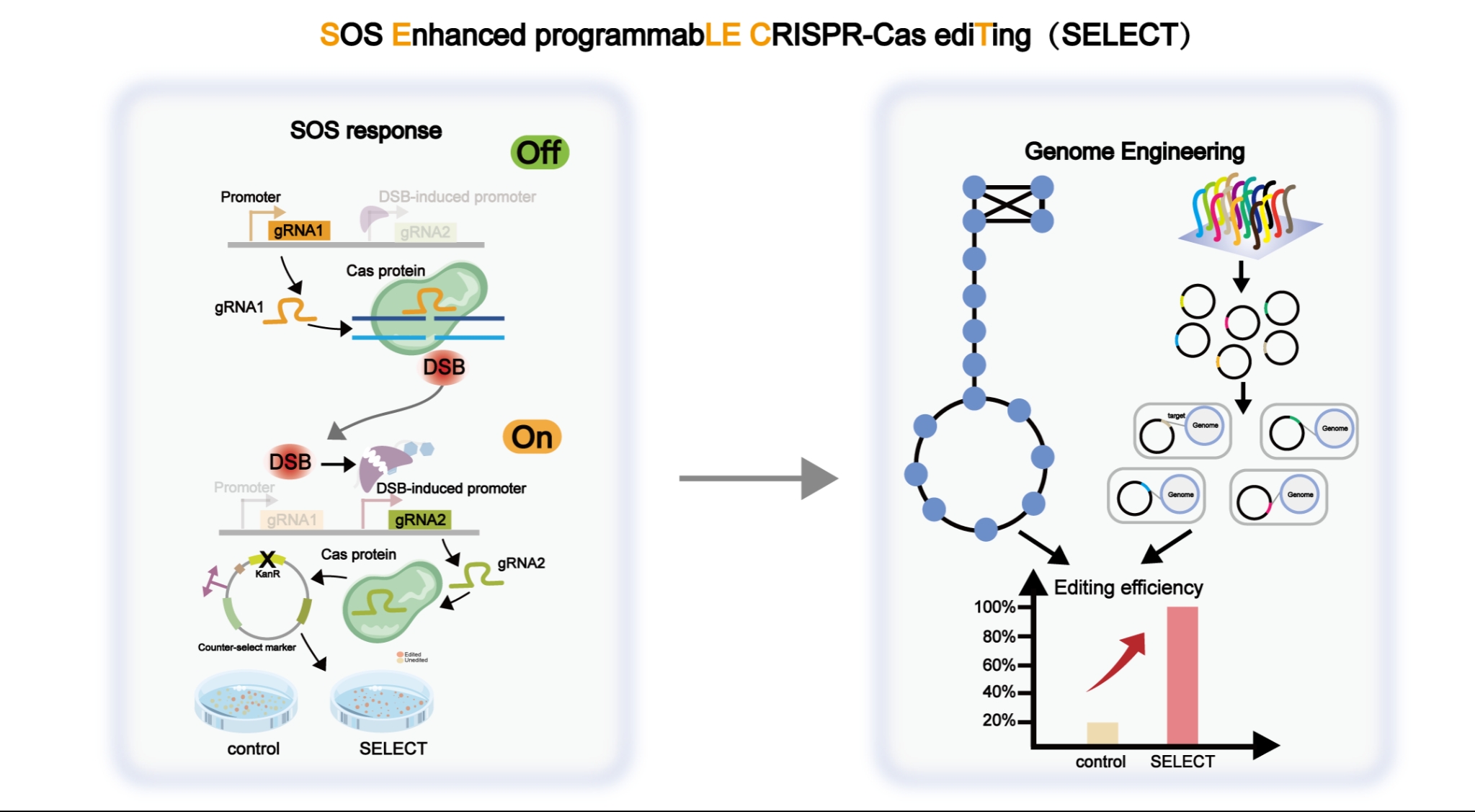 大连理工大学生物工程学院科研团队在基因编辑与合成生物学领域取得重要进展