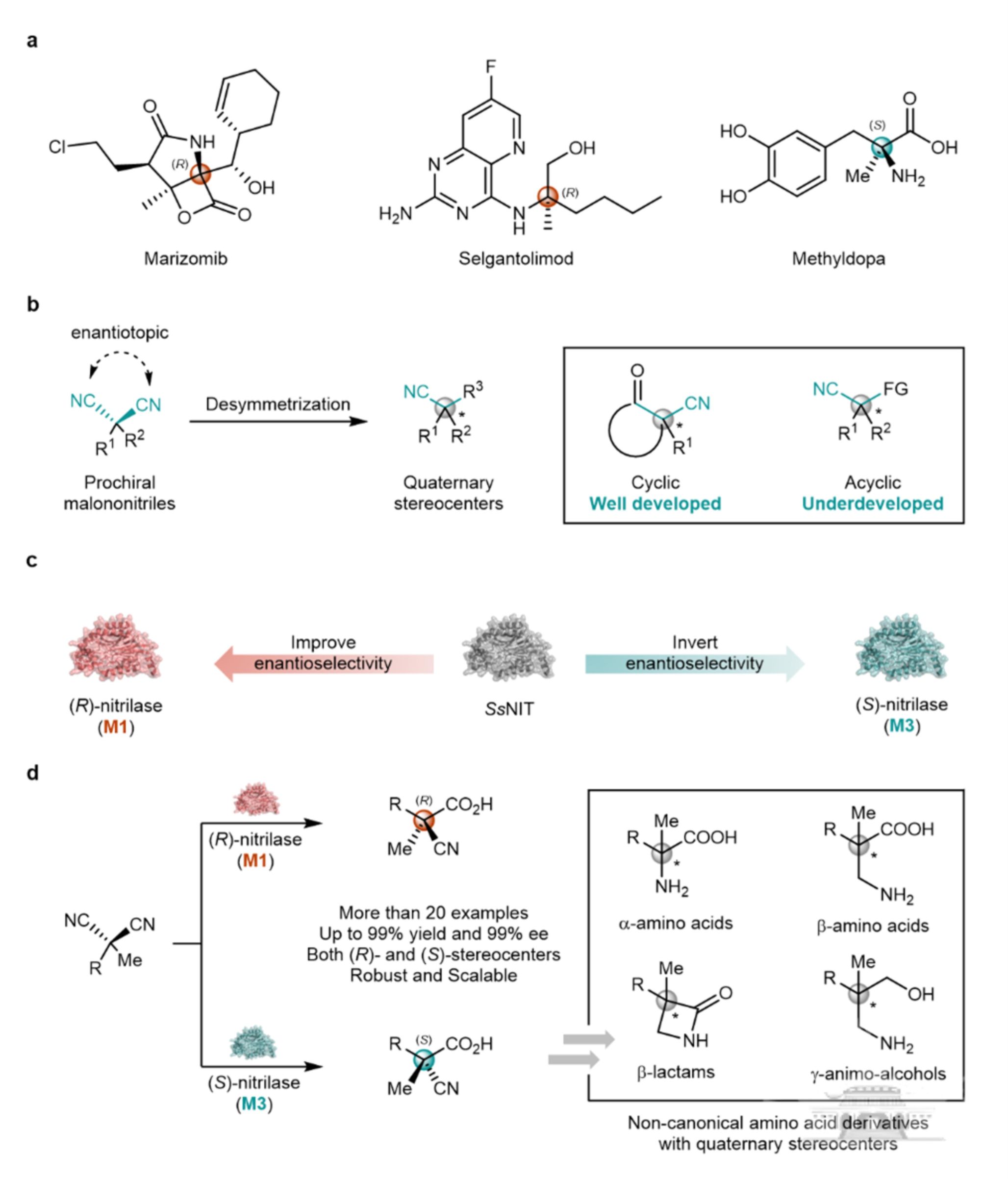 武汉大学宋恒课题组与刘文博课题组在酶促季碳手性中心构建领域取得新进展