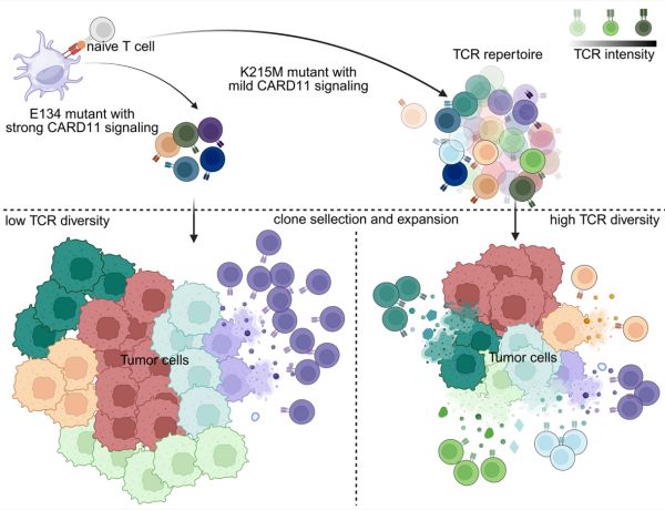 研究发现T细胞受体信号通路强度与肿瘤中T细胞耗竭性分化关系