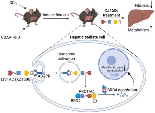 科研人员开发出新型肝纤维化靶向干预策略