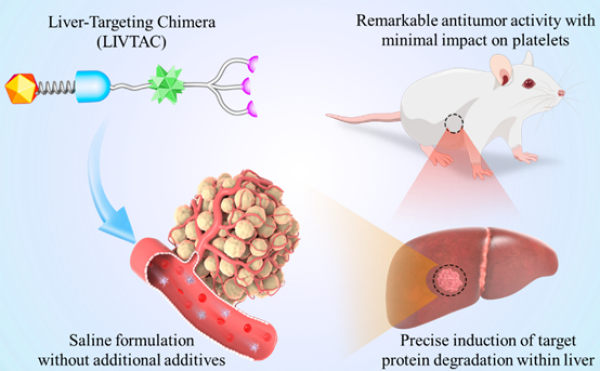 科研人员开发出新型肝纤维化靶向干预策略