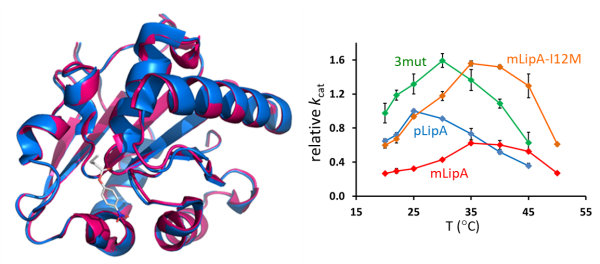 高效低温脂肪酶计算设计与理性改造获进展