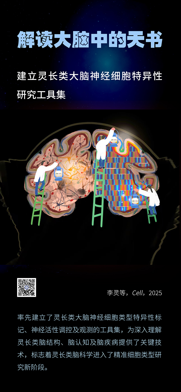 我国科学家联合发布介观脑图谱系列成果 实现从啮齿类到灵长类大脑的跨越