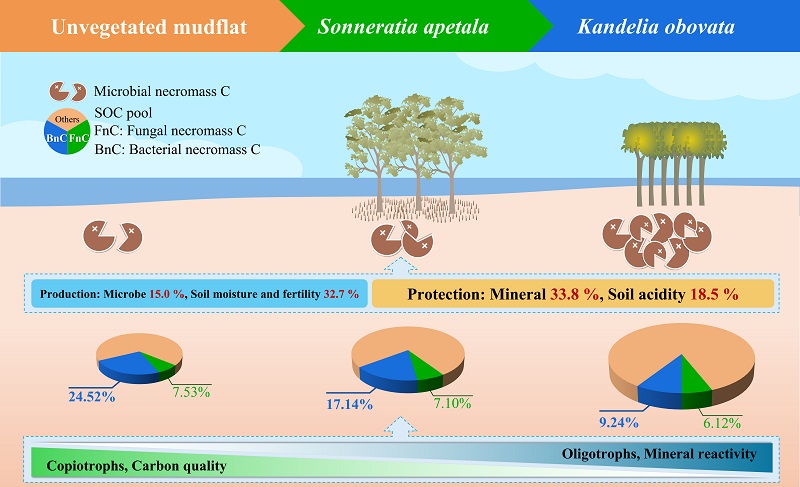 红树林“蓝碳”储存机制研究获进展