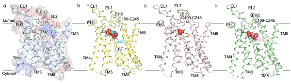 研究揭示人源葡萄糖6磷酸酶的底物识别和诱导契合机制
